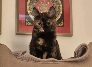 Mora - Kleine Schnurri sucht Kuschelfamilie