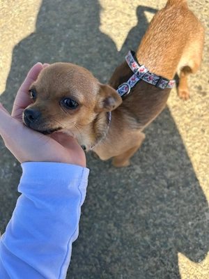 Chihuahua Reinrassig 