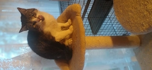 2 Katzen suchen ein schönes Zuhause  Bild 3