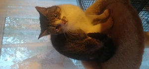 2 Katzen suchen ein schönes Zuhause  Bild 4