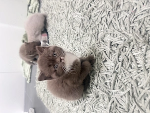 Bkh kitten mit stammbaum