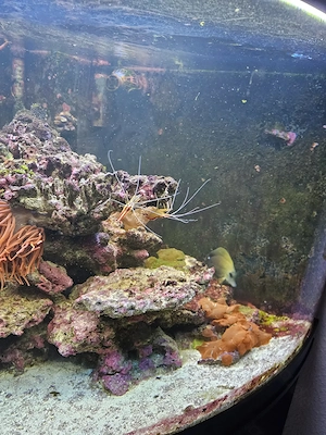 Meerwasseraquarium 