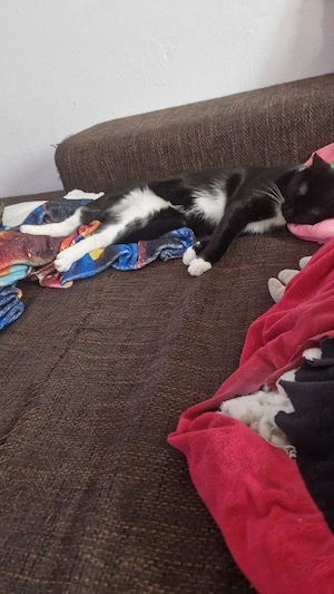 süße maus sucht ihr Zuhause 