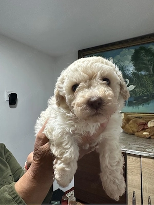 Am 24.03.2026 wurden Bichon-Welpen geboren.