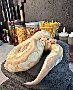 Königspython Banana Mojave Belly Clown