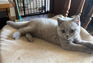 Wunderschöne BKH & BLH Kitten suchen ein liebevolles Zuhause