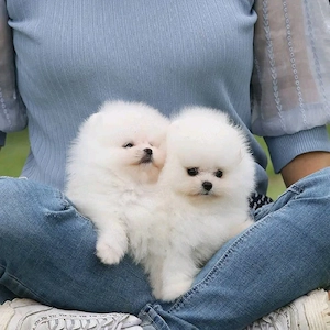 Pomeranian-Welpen (Rüden und Hündinnen) abzugeben