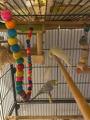 2 Wellensittiche zu Verschenken