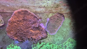Meerwasser Aquarium Korallen Ableger sps Montipora 