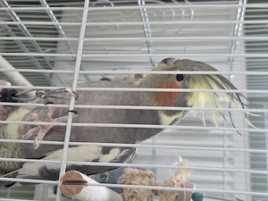 Nymphensittich mit Käfig und Zubehör abzugeben