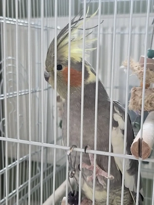 Nymphensittich mit Käfig und Zubehör abzugeben