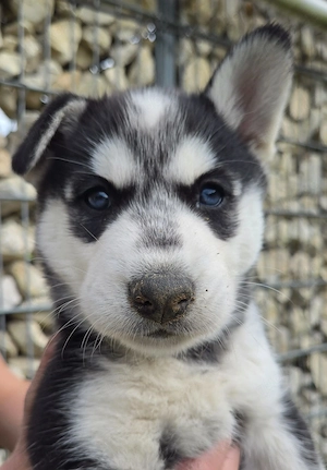 Husky Welpe zu verkaufen 