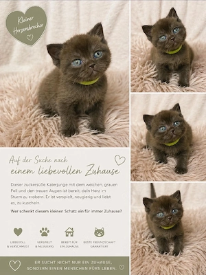 BKH lilac , lilac fawn ,Cinnamon, cinnamon fawn  kitten