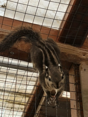 Junge Baumstreifenhörnchen Männchen.
