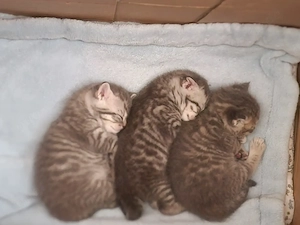 3 Kitten Britisch Kurzhaar Mischling 