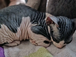 Süße Sphynx-Kitten suchen ein liebevolles Zuhause 