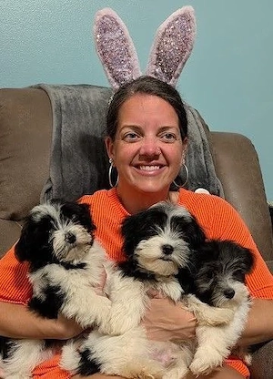 Havaneser Babys - Havaneserwelpe (Havaneser Welpen) 