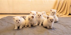 Wunderschöne britische Kurzhaar BKH Kitten Baby Katze