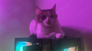 Nala lievevolle Katze