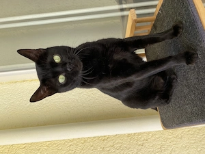 Bengal Melanistik Katzen zu verschenken 