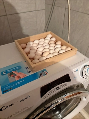 Bruteier zwerg Seidenhühner 