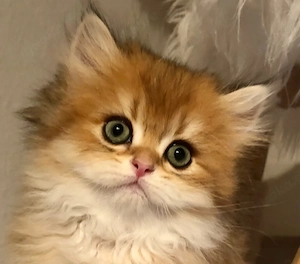 Britisch Langhaar BLH Kitten Kater