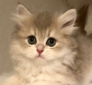 Britisch Langhaar BLH Kitten Kater