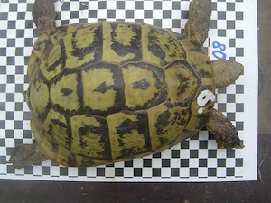 Griechische Landschildkröten adult, Zuchtgruppe