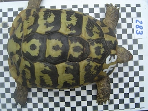 Griechische Landschildkröten adult, Zuchtgruppe Bild 3