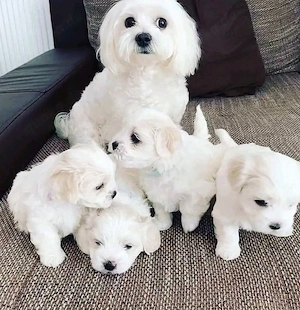    Wunderschöne Malteser-Bichon Welpen zu vergeben   