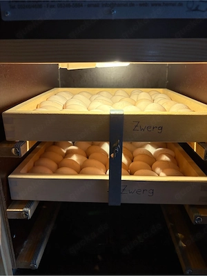 Bruteier Ostfriesichen zwerg Möwen 