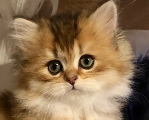 Britisch Langhaar BLH Kitten Mädchen