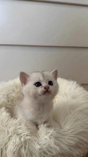 BKH Kitten in silver golden shaded tabby zu verkaufen (britisch kurzhaar kitten)