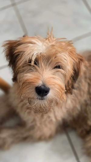 Nora - sucht unverschuldet ein neues Zuhause!