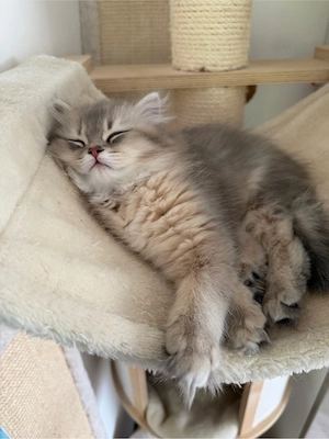 Liebevolles BKH-Kitten Weibchen sucht ihr Für-immer-Zuhause (Abgabe ab 26.04.)