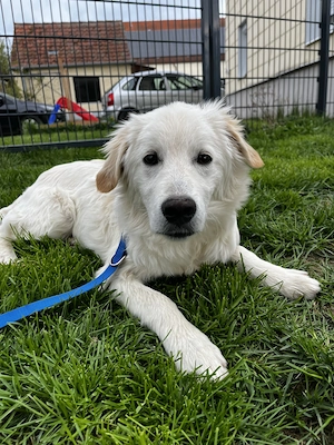 Dagobert - freundlich und verspielt