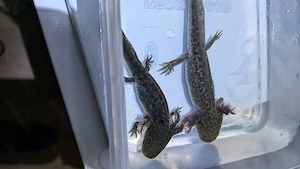 noch 8 Lotties da :) Axolotl Jungtiere vom November 2025