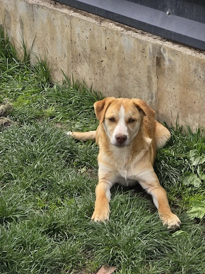 Dobby - bereit für neue Abenteuer!