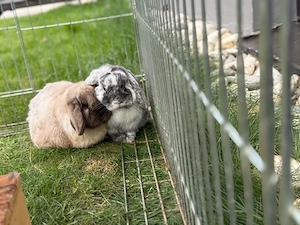 Zwergwidder Kaninchen