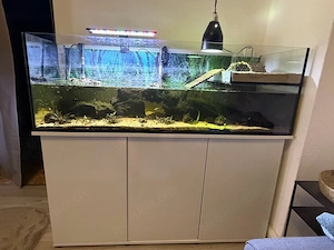 Chinesische Dreikielschildkröte mit XXXl Auarium und ausstattung komplettset 