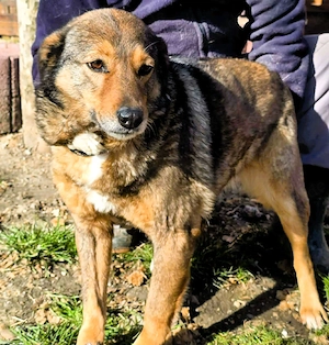 Liebe Moni   sucht besonders liebes Zuhause zum durchstarten