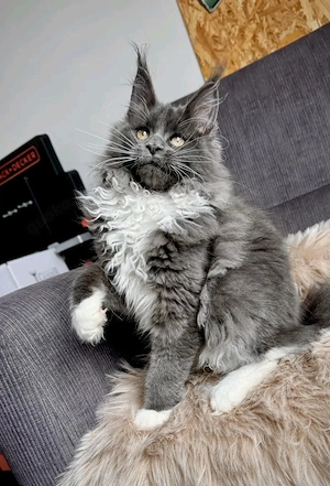   Wunderschöne Maine Coon Kitten abzugeben  
