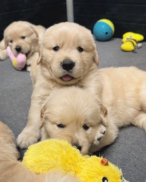 Golden-Retriever-Welpen zu verkaufen. Kontakt per WhatsApp:  