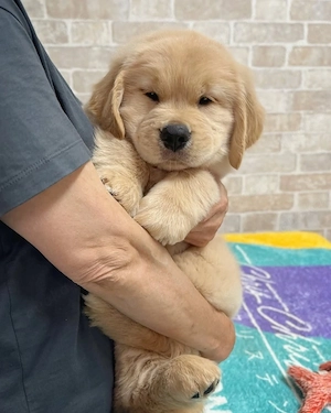 Golden-Retriever-Welpen zu verkaufen. Kontakt per WhatsApp:  