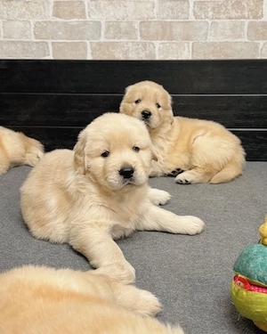 Golden-Retriever-Welpen zu verkaufen. Kontakt per WhatsApp:  