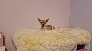 Reinrassige Chihuahua Hündin Kurzhaar Fawn VDH keine Fehler 