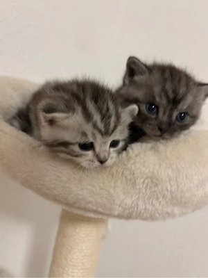    Reinrassige British Kurzhaar Babykatzen suchen liebevolles Zuhause   