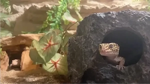Leopardengeckos abzugeben
