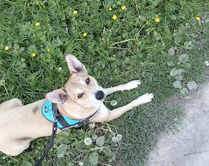 Suche  Tierliebe Vermieter 