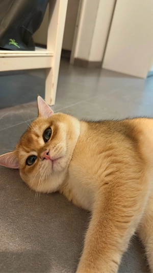 BKH Golden Shaded Deckkater   typvoll, kräftige Farbe   Berlin